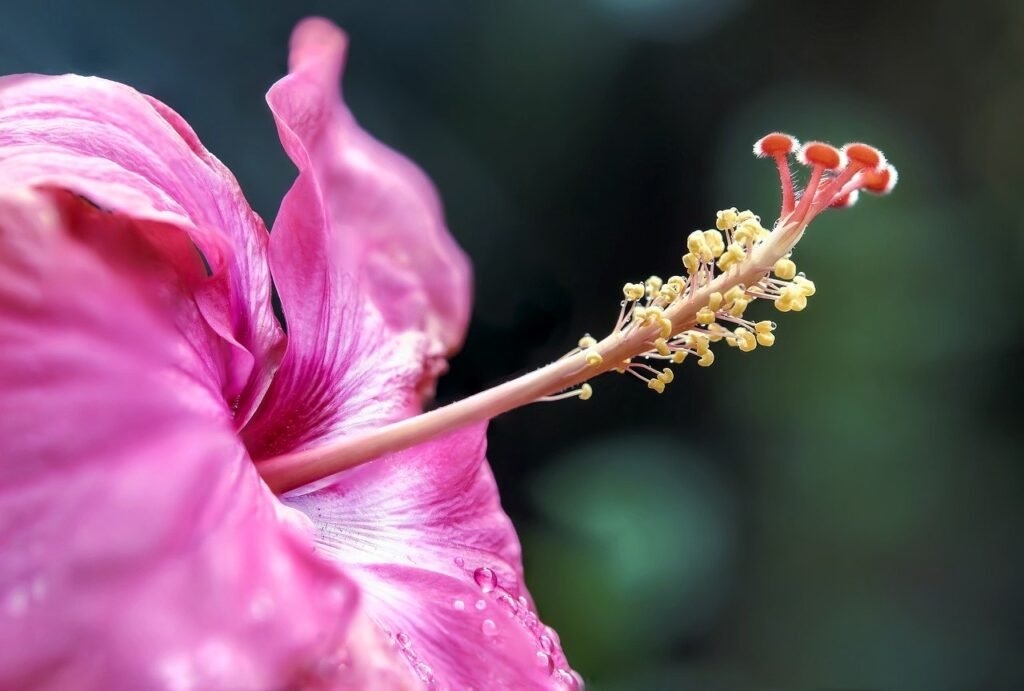 Hibiscus tea