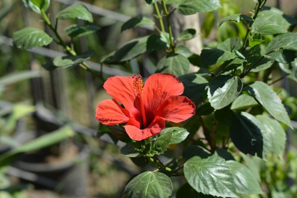 Hibiscus tea